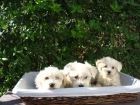 BICHON  MALTES, CAMADA DE 2 MESES, 350 EUROS - mejor precio | unprecio.es