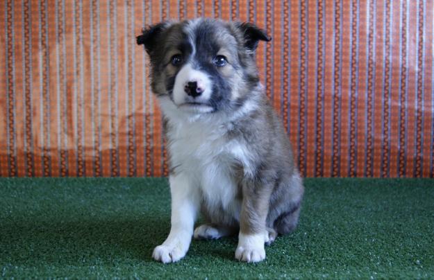 Border Collie Camada de extraordinaria genetica
