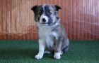 Border Collie Camada de extraordinaria genetica - mejor precio | unprecio.es
