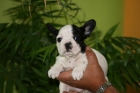 Bulldog frances - mejor precio | unprecio.es