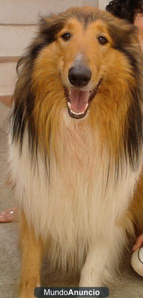 Busco NOVIA ROUGH COLLIE