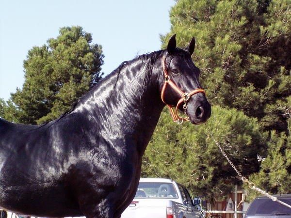 CABALLO NEGRO PURA RAZA ESPAÑOLA