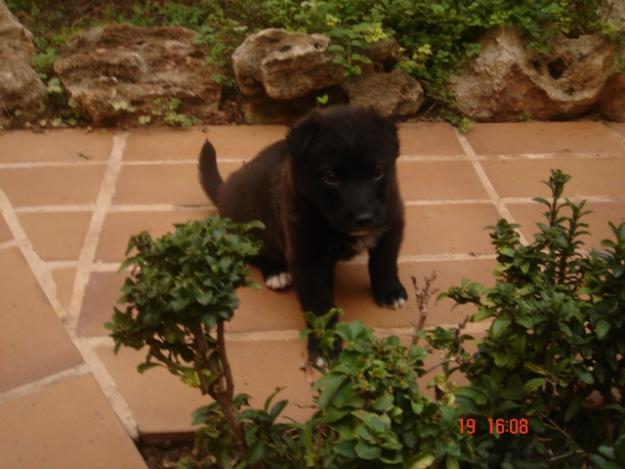 Cachorritos 1 mes en adopción. Valencia