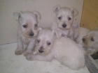 Camada Schnauzer mini blanco disponible - mejor precio | unprecio.es