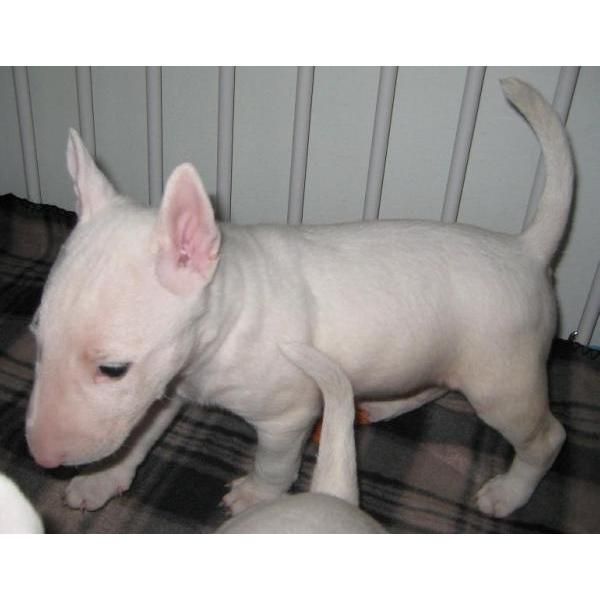 Estoy muy feliz si este excelente cachorro bull terrier va a un hogar con amor y cuidado