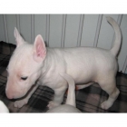 Estoy muy feliz si este excelente cachorro bull terrier va a un hogar con amor - mejor precio | unprecio.es