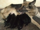 impresionantes cachorros padre hijo de dux de 4 flores campeon de españa - mejor precio | unprecio.es