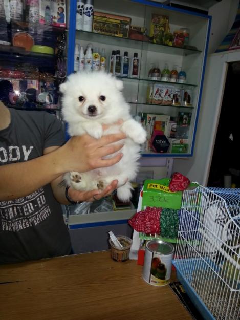 Increible cachorrito lulu de pomerania blanco,el regalo para la madre