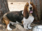 urgente en adopción basset hound - mejor precio | unprecio.es