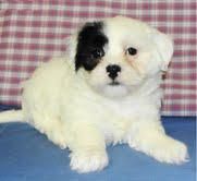 y ver a los más necesitados cachorro PARTE DE CACHORRO MALTESE ESTE DÍA DE TARJETA DEL DÍA DE SAN VALENTÍN FELIZ CON SUS