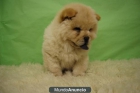 CHOW CHOW ELEGANTES PERRITOS¡¡ cachorros disponibles, www.doogs.es - mejor precio | unprecio.es