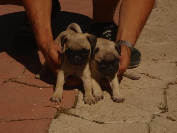 CACHORROS DE CARLINO 550