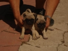 CACHORROS DE CARLINO 550 - mejor precio | unprecio.es