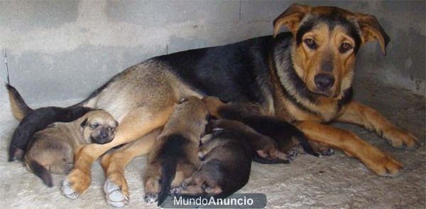 CACHORROS DE PASTOS ALEMAN