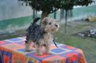 Lakeland terrier - mejor precio | unprecio.es