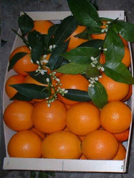 Naranjas  naturales de la huerta de Valencia