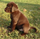 PRECIOSOS LABRADOR RETRIEVER CHOCOLATE - mejor precio | unprecio.es