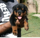 Rottweilers Beautiful va por 150 euros - mejor precio | unprecio.es