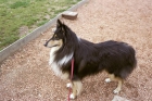 ROUGH COLLIE TRICOLOR NEGRO DE 4 AÑOS BUSCA NOVIA - mejor precio | unprecio.es