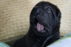 shar-pei, camada disponible - mejor precio | unprecio.es