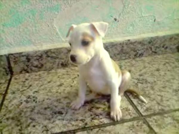 ultimos cachorros pit bull