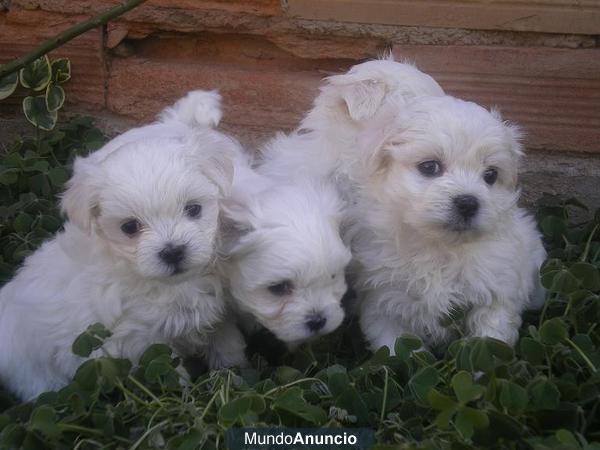 Bichon maltes, monísimos