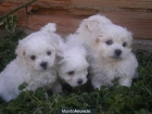 Bichon maltes, monísimos - mejor precio | unprecio.es