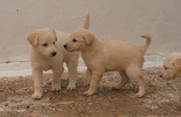 -- NUEVA VIDA ADOPCIONES:   ADOPTA CACHORRITOS---