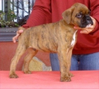 Boxer precioso cachorro - mejor precio | unprecio.es
