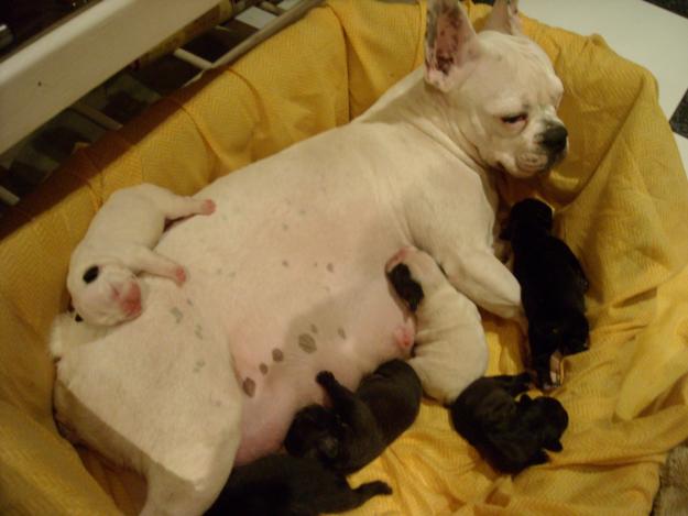 CACHORRITOS DE BULLDOG FRANCES