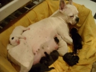 CACHORRITOS DE BULLDOG FRANCES - mejor precio | unprecio.es