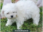 Cachorros Bichon Frise - mejor precio | unprecio.es