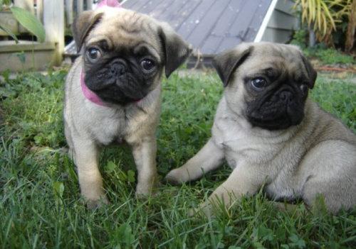 Cachorros  Carolinos   para  aprobación