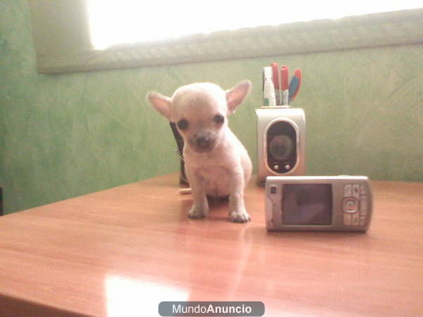 disponible cachorros de yorhshire terrier y chihuahua superminiaturas