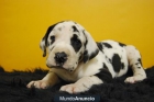 Dogo Aleman, tenemos 4 cachorritos de dos meses - mejor precio | unprecio.es