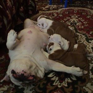 MAGNIFICO BULLDOG INGLES EN VENTA 210 E