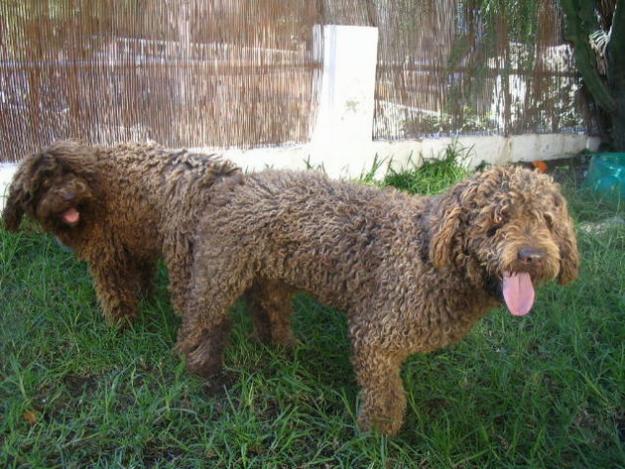 Perro de agua español