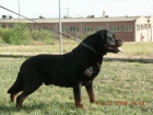 rottweiler linea exposicion - mejor precio | unprecio.es