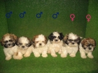 SHIH TZU A 320 EUROS :) * * M A S C O T A S U R - mejor precio | unprecio.es