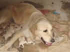 Venta cachorros Golden Retriver - mejor precio | unprecio.es