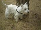 west highland white terrier busca novia - mejor precio | unprecio.es