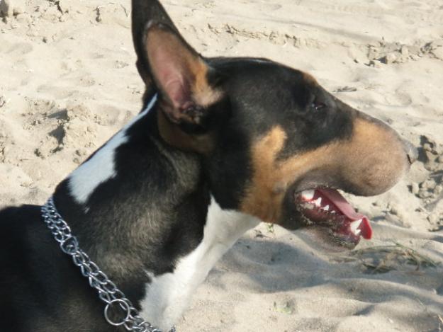 BUSCO HEMBRA BULL TERRIER PARA MONTA