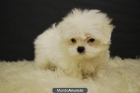 cachorritos de Bichon Maltes - mejor precio | unprecio.es