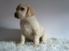 LABRADOR COLOR CANELA - mejor precio | unprecio.es