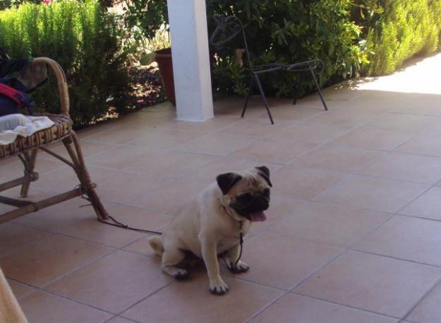 pug carlino