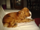 se vende proxima camada de cocker - mejor precio | unprecio.es