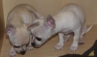 Se venden cachorritas de chihuahua - mejor precio | unprecio.es