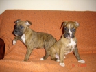 vendo cachorros boxer - mejor precio | unprecio.es