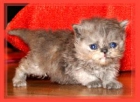 5 gatitos persas en busca de su propia casa para siempre - mejor precio | unprecio.es