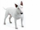 Bullterrier para montas - mejor precio | unprecio.es